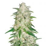 Fast Buds - Gelato Automatic (5graines/paquet)