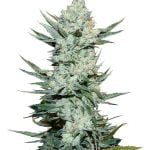 Fast Buds - Tangie'Matic (5graines/paquet)