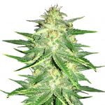 Fast Buds - Lemon AK Automatic (5graines/paquet)