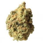 Amsterdam Genetics - AK020 (paquet de 5 graines)