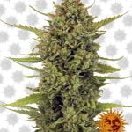 Barney's Farm Acapulco Gold (paquet de 5 graines)