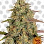 Barney's Farm Amnesia Lemon (paquet de 3 graines)