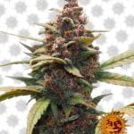 Barney's Farm Ayahuasca Purple (paquet de 3 graines)