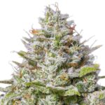 Barney’s Farm Blue Gelato 41 (paquet de 3 graines) Barneys Farm Blue Gelato 41 3 seeds pack