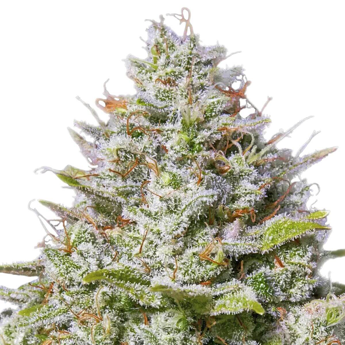 Barney’s Farm Blue Gelato 41 (3 seeds pack) Barneys Farm Blue Gelato 41 3 seeds pack