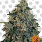 Barney's Farm Blueberry OG (paquet de 3 graines)