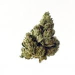 Amsterdam Genetics - Choco Kush Autoflower (paquet de 5 graines)