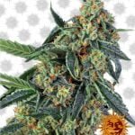 Barney's Farm Cookies Kush (paquet de 5 graines)