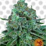 Barney's Farm Critical Kush (paquet de 3 graines)