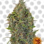 Barney's Farm Critical Kush Auto (paquet de 3 graines)