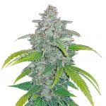 Fast Buds - Blue Dream 'Matic (3graines/paquet)