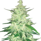 Fast Buds - CBD Automatic 20:1 (5graines/paquet)