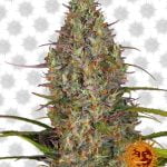 Barney's Farm Glue Gelato Automatic (paquet de 3 graines)