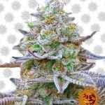 Barney's Farm Gorilla Skittelz (paquet de 5 graines)