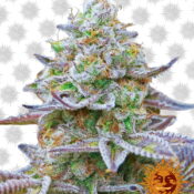 Barney's Farm Gorilla Skittelz (paquet de 3 graines)