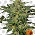 Barney's Farm LSD (paquet de 5 graines)