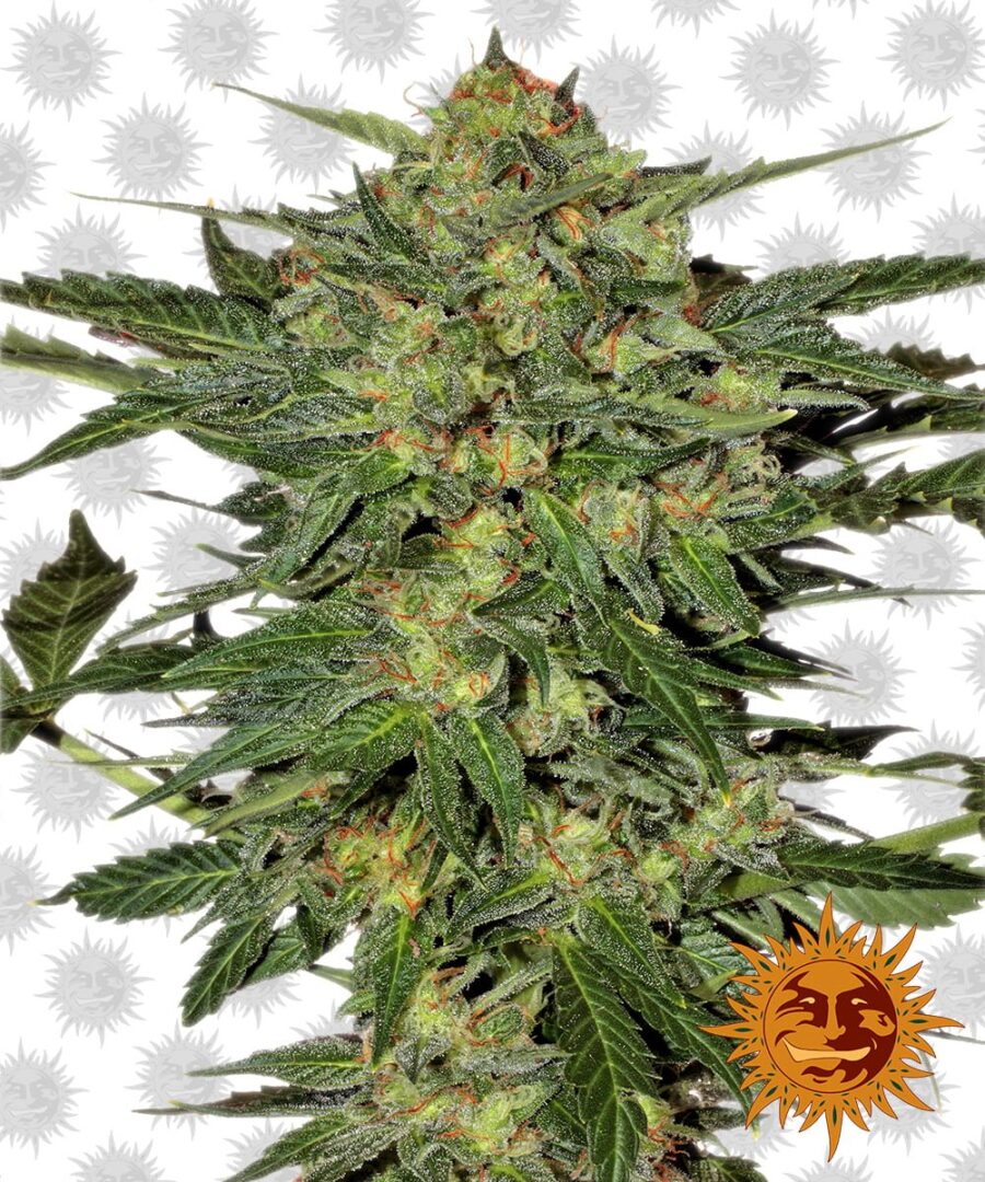 Barney's Farm LSD (paquet de 3 graines)