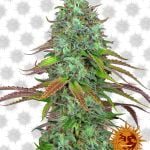 Barney's Farm LSD Automatic (paquet de 3 graines)