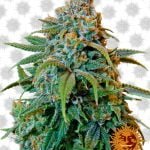 Barney's Farm Liberty Haze (paquet de 5 graines)