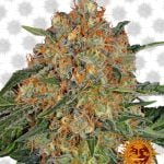 Barney's Farm Orange Sherbert (paquet de 3 graines)