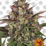 Barney's Farm Peyote Critical (paquet de 5 graines)