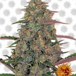 Barney's Farm Pineapple Chunk (paquet de 5 graines)