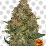 Barney's Farm Pineapple Express Auto (paquet de 3 graines)