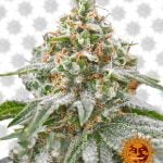 Barney's Farm Pink Kush (paquet de 5 graines)