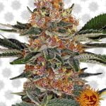 Barney's Farm Purple Punch (paquet de 3 graines)