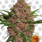 Barney's Farm Purple Punch Auto (paquet de 3 graines)