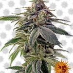 Barney's Farm ShiskaBerry (paquet de 5 graines)