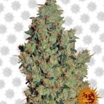 Barney's Farm Tangerine Dream (paquet de 5 graines)