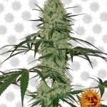 Barney's Farm Tangerine Dream Auto (paquet de 5 graines)