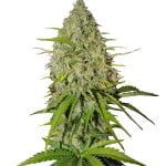 Fast Buds - Grapefruit Automatic (5graines/paquet)