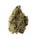 Amsterdam Genetics - White Choco (paquet de 5 graines)