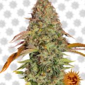 Barney's Farm Zkittlez OG Auto (paquet de 3 graines)