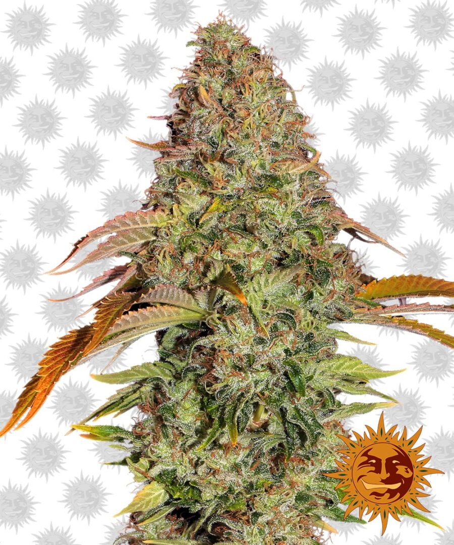 Barney's Farm Zkittlez OG Auto (paquet de 3 graines)