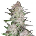 Fast Buds - Cream Cookies (5graines/paquet)