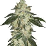 Fast Buds - Green Crack Automatic (5graines/paquet)