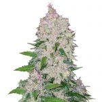 Fast Buds - Stardawg Automatic (5graines/paquet)