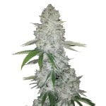 Fast Buds - Gorilla Glue Automatic (3graines/paquet)