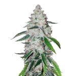 Fast Buds - West Coast OG Automatic (3graines/paquet)