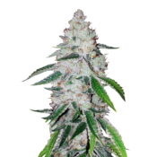 Fast Buds - West Coast OG Automatic (3graines/paquet)