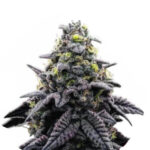 Narcos AK Automático Autofloraison (Pack de 3 graines)