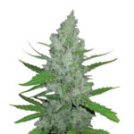 Narcos Grieselda White Widow Féminisée (Pack de 3 graines)