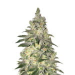 Narcos Kingping Kush Féminisée (Pack de 3 graines)