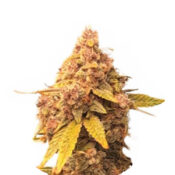 Narcos La Mandarina Feliz Autofloraison (Pack de 3 graines)