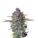 Narcos Sueño Purple Punch Autofloraison (Pack de 3 graines)