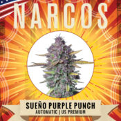 Vente en gros Narcos Sueño Purple Punch Automatic (paquet de 5 graines)