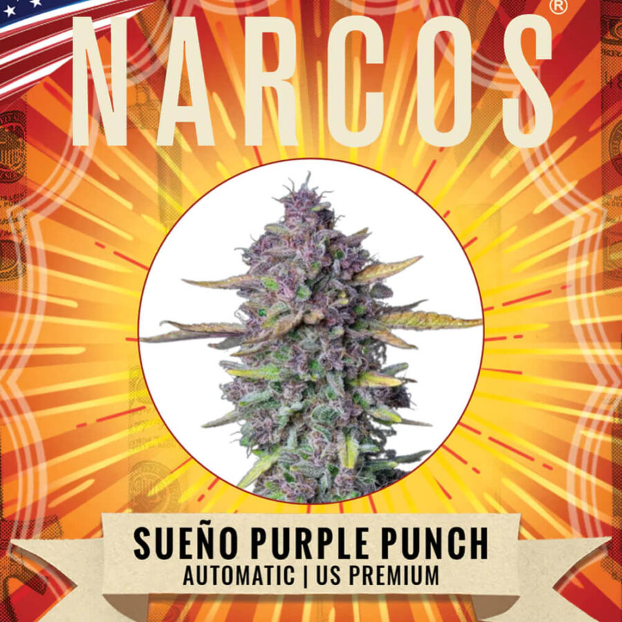 Vente en gros Narcos Sueño Purple Punch Automatic (paquet de 5 graines)